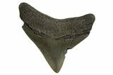 Serrated, Posterior Juvenile Megalodon Tooth - Georgia #329831-1